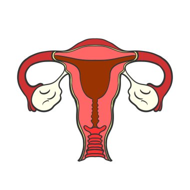 İnsan anatomisi kadın üreme sistemi, kadın üreme organları. Organ yerleşim şeması rahim, rahim ağzı, yumurtalık, fallop tüp ikonu. Vektör illüstrasyonu.