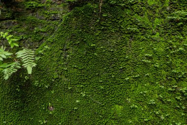 İçinde yosun olan tuğla duvar.