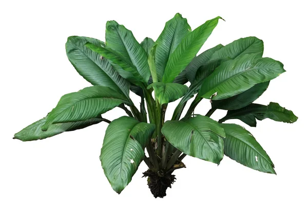 Sensasi Spathiphyllum Diisolasi Dengan Jalur Kliping Peace Lily — Stok Foto