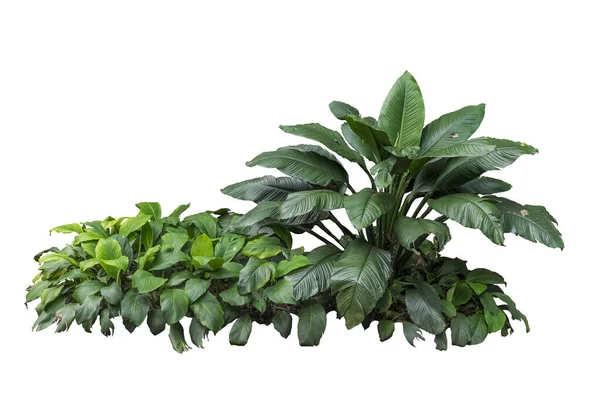 Planta Verde Tropical Isolada Com Caminho Recorte — Fotografia de Stock