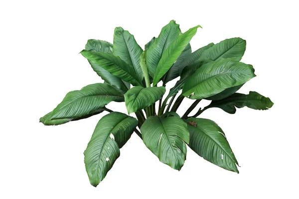 Spathiphyllum Sensation Isolated Clipping Path — 图库照片