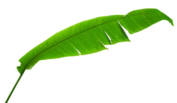 Beyaz Arkaplan Izole Edilmiş Heliconia Bitkisinin Yeşil Yaprakları Kırpma Yolu — Stok fotoğraf
