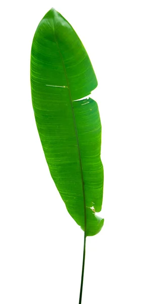 Zielone Liście Rośliny Heliconia Izolowane Białym Tle Ścieżką Wycinania — Zdjęcie stockowe