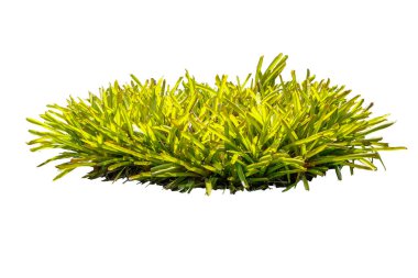 Bromeliad beyaz arkaplanda izole edildi.