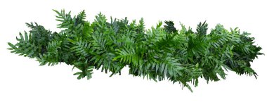 Hawaii ağaç çitlerinin eğreltiotu. Parkta ya da bahçe dekorasyonu için beyaz arka planda taş ekicisi var.