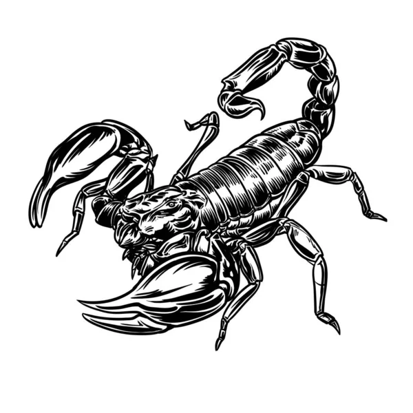 Scorpione Grafico Isolato Sfondo Bianco Illustrazione Vettoriale Tatuaggio Stampa — Vettoriale Stock