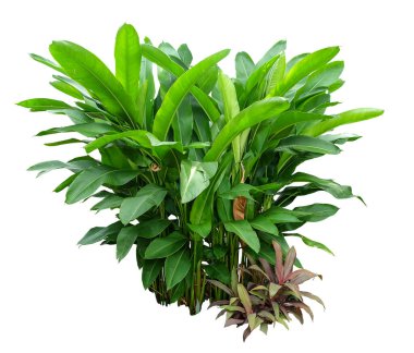 Heliconia the tropical foliage plant bush growing in wild isolated on white background , with clipping path 