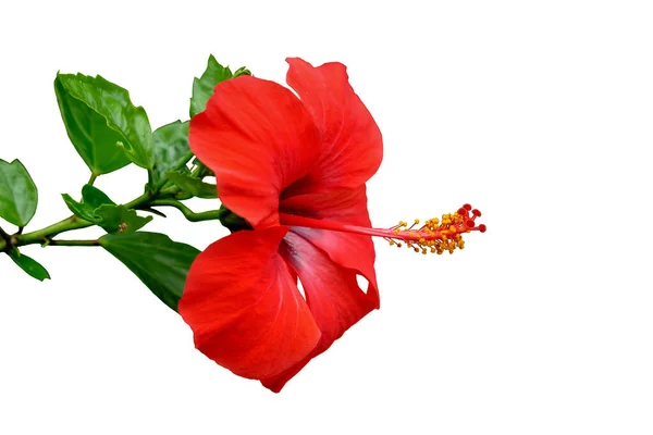 Flor Grande Brilhante Hibisco Vermelho Isolado Fundo Branco Com Caminho — Fotografia de Stock