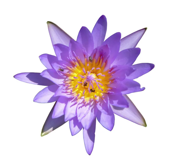 Purple Lotus Flower Bee Isolated White Background Clipping Path — Stock Photo, Image