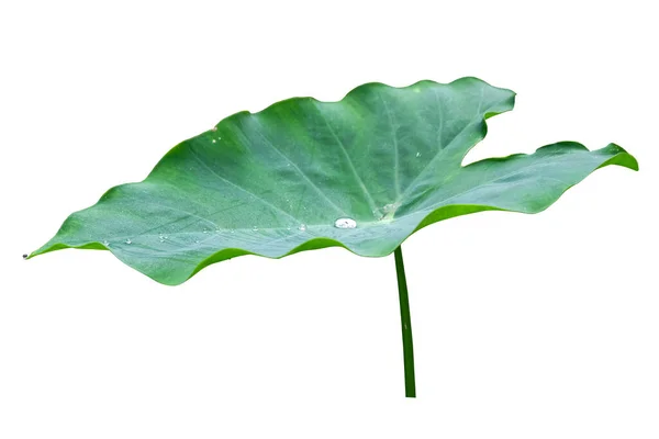 Zielony Liść Olbrzymiego Taro Izolat Roślin Białym Tle Klipsem Pat — Zdjęcie stockowe