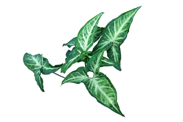 Roślina Strzała Syngonium Podophyllum Tropikalnym Lesie Deszczowym Syngonium Pixie — Zdjęcie stockowe