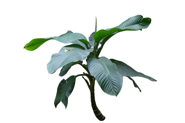 Spathiphyllum Sensation Peace Lily Plant Isolated White Background Clipping Path — 스톡 사진