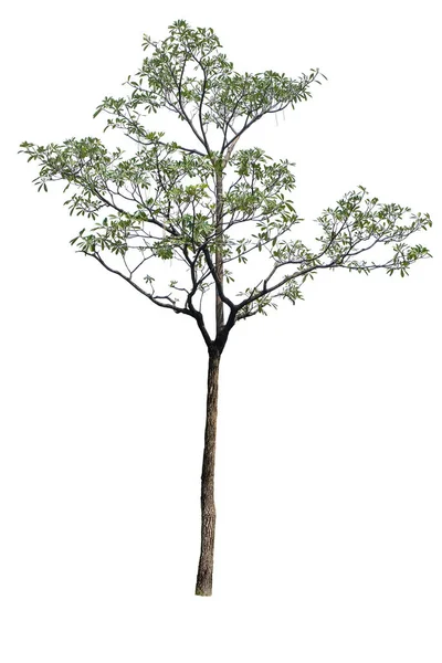 Tabebuia Aurea Απομονωμένη Δέντρο Του Χρυσού Παραγουάη Ασημένια Τρομπέτα Tabebuia — Φωτογραφία Αρχείου