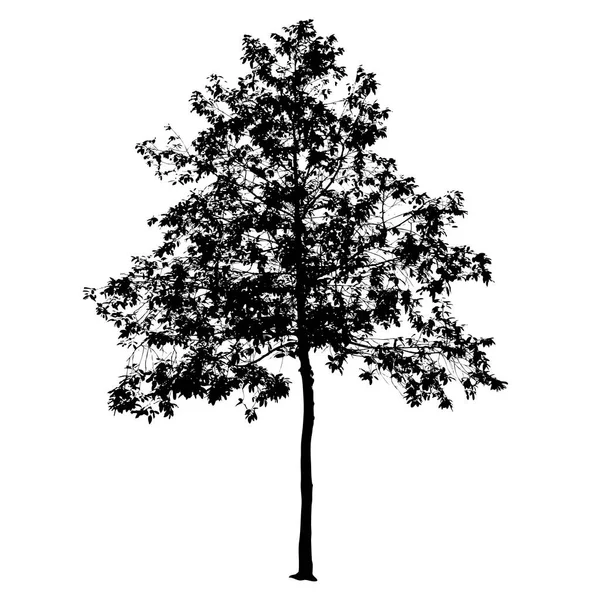 Силуэт Дерева Изолированы Белом Фоне Payom Дерево — стоковый вектор