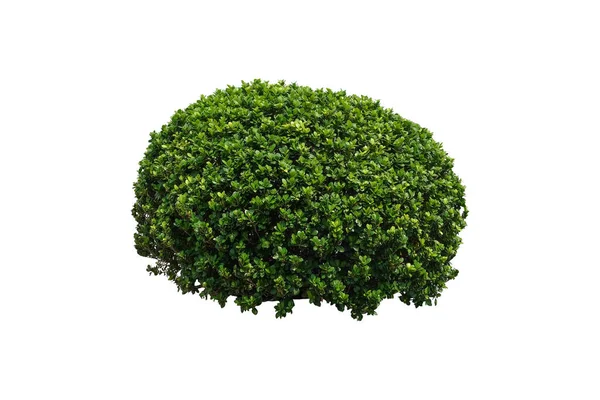 Boxwood Plant Potted Cement Tub Isolated White Background Clipping Paths — Stock Photo, Image