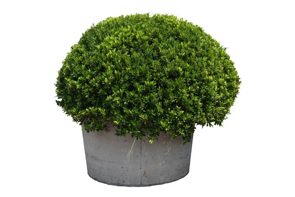 Boxwood Plant Potted Cement Tub Isolated White Background Clipping Paths — Stock Photo, Image