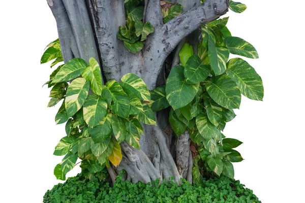 Baumstamm Regenwald Mit Tropischen Blattpflanzen Isoliert Auf Weißem Hintergrund Mit — Stockfoto