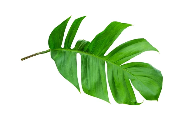 Canavar Bitki Yaprağı Tropikal Yeşil Asma Beyaz Arka Planda Izole — Stok fotoğraf