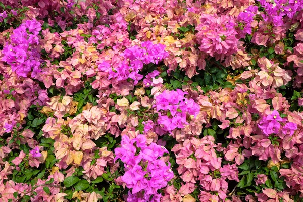 ブーゲンビリアの花の質感と背景 ブーゲンビリアの木の紫色の花 ブーゲンビリアの紫色の花の近くのビュー カラフルな紫色の花の質感とデザイナーのための背景 — ストック写真