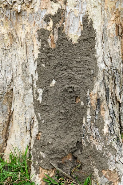 シロアリの巣やシロアリは大きな木を食べています — ストック写真