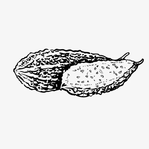Plantaardig Kruid Met Hand Getekend Botanische Vector Illustratie Bittere Kalebas — Stockvector