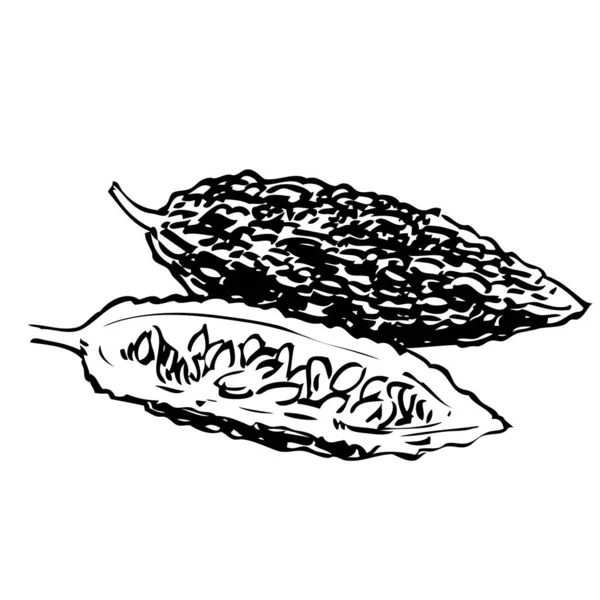 Handgetekende Voedselingrediënten Illustraties Van Het Menu Bittere Kalebas Icoon Momordica — Stockvector