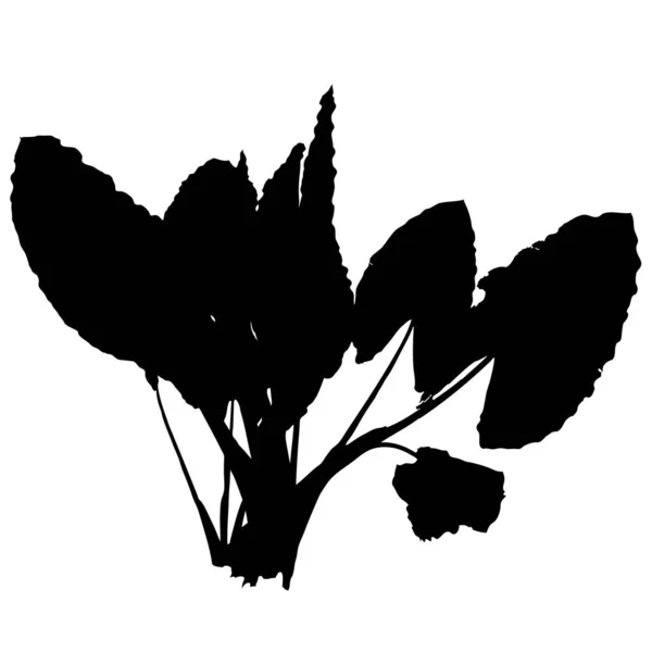 Czarna Caladium Tropical Plant Silhouette Izolowana Białym Tle Ilustracja Wektora — Wektor stockowy