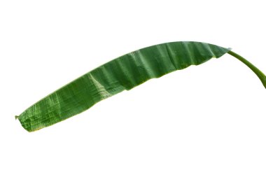 Muz Yaprak üzerinde izole beyaz arka plan, dosyada, kırpma yolu.