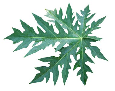 Papaya yeşil yaprakları beyaz arkaplanda, kırpma yolu ile izole 