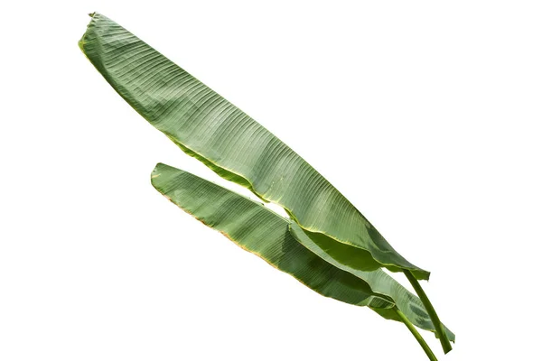 Banana Leaf Białym Tle Białym Tle Plik Zawiera Ścieżkę Przycinającą — Zdjęcie stockowe