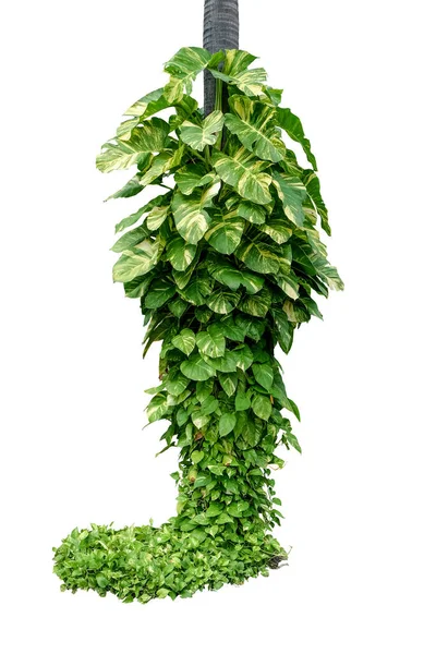 Devil Ivy Epipremnum Aureum Tropical Forest Vine Plant Climbing Jungle — Stockfoto