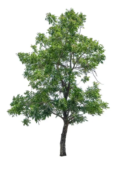 Indický Korkový Strom Millingtonia Hortensis Izolované Bílém Pozadí Výstřižkem Cesta — Stock fotografie