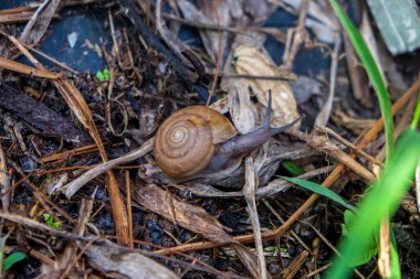 Monachoides vicinus salyangoz açık havada bir yaz parkında ağaçta