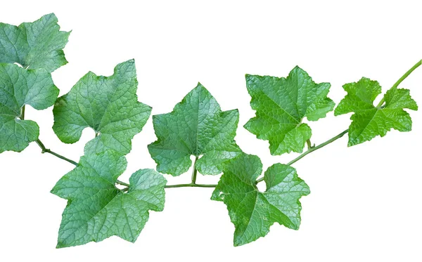 Zimní Meloun Zelený List Izolované Bílém Pozadí Výstřižkem Cesta — Stock fotografie