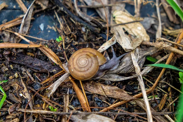 Monachoides Vicinus Snail Tree Summer Park Outdoors — Stock Photo, Image