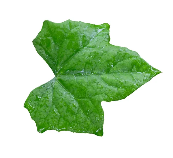 Coccinia Grandis Oder Efeu Kürbisblätter Tropisch Isoliert Auf Weißem Hintergrund — Stockfoto