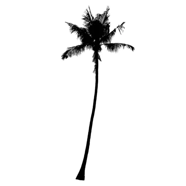 Coconut Palm Träd Silhouette Vektor — Stock vektor