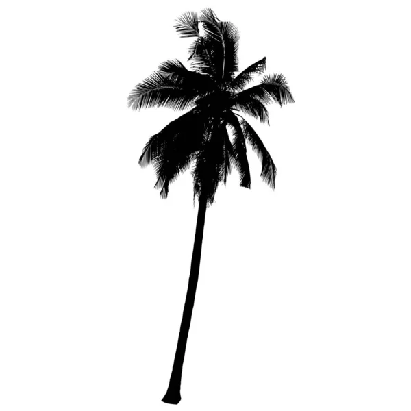 Silueta Árbol Palma Coco Vector — Archivo Imágenes Vectoriales