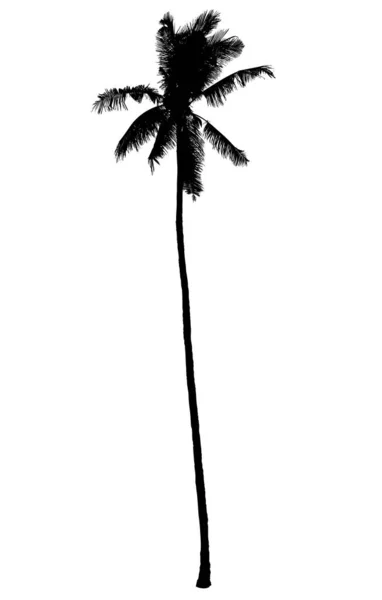 Silueta Árbol Palma Coco Vector — Vector de stock