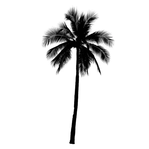 Coconut Palm Träd Silhouette Vektor — Stock vektor