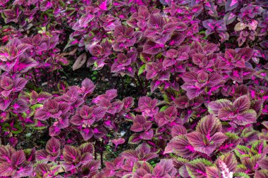 Coleus çiçeğinin arka planı. Kırmızı coleus bitkisinin güzel perspektifi.