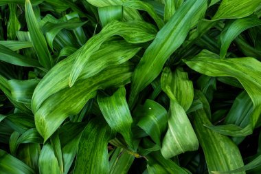 Yeşil yaprak dokusu, koyu duvar kağıdı konsepti, doğa arkaplanı, tropikal lea