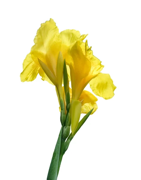 Yellow Canna Lily Edible Canna Flower Beautiful Isolated White Background — Stock Photo, Image