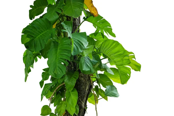 Djungelträdstam Med Klättring Monstera Philodendron Och Skog Orkidé Gröna Blad — Stockfoto