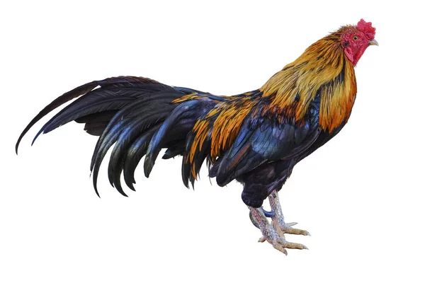 Rooster Isolated White Background Clipping Path — Stock Photo, Image
