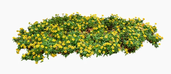Gelbe Zinnia Violacea Auf Isoliertem Weißem Hintergrund — Stockfoto
