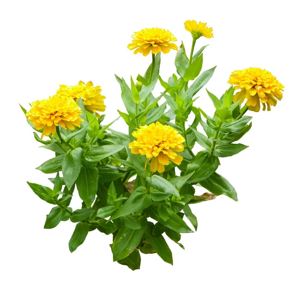 Yellow Zinnia Violacea Isolated White Background Clipping Path — Stock Photo, Image