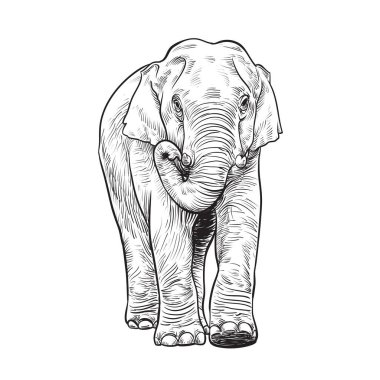 vector illustration of engraving elephant on white background,elephant sketch drawing