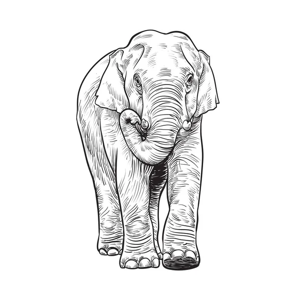 Vector Illustration Engraving Elephant White Background Elephant Sketch Drawing — Vettoriale Stock