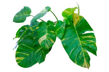 Epipremnum aureum, şeytan sarmaşığı. Duvar süsleme bitkileri için. Beyaz arkaplanda, kırpma yolu ile izole edilmiş.. 